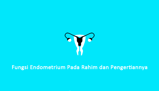 Fungsi Endometrium