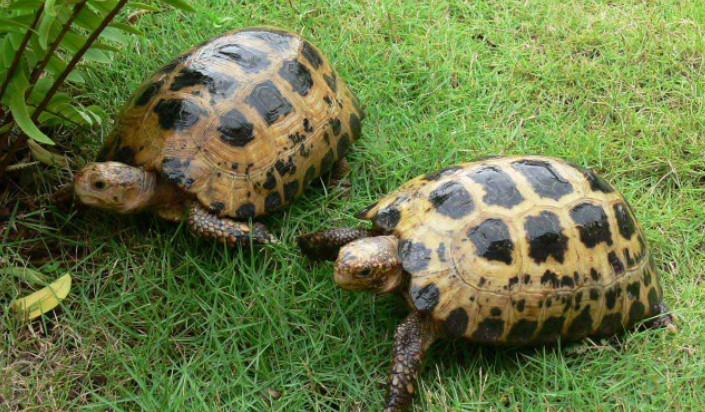 Bermimpi-tentang-dikejar-kejar-oleh-kura-kura