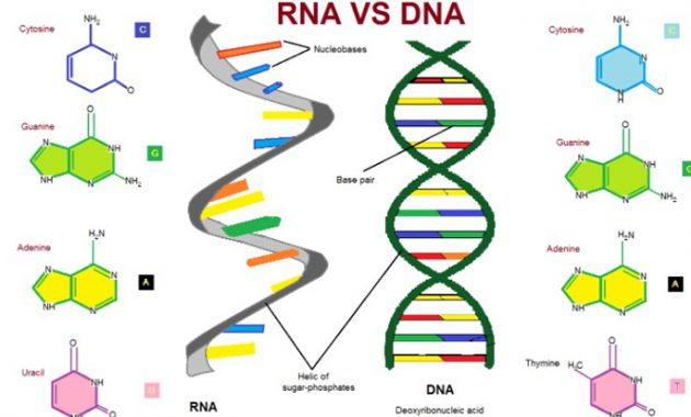 Perbedaan-DNA-dan-RNA